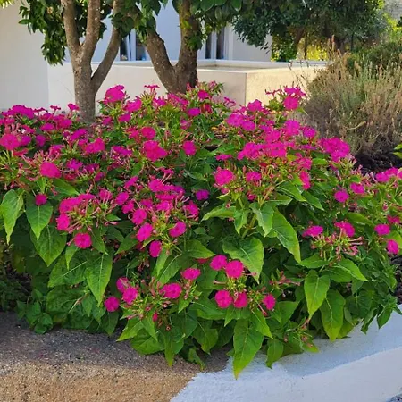 Διαμέρισμα Countryside Portugal Private Upper Floor *